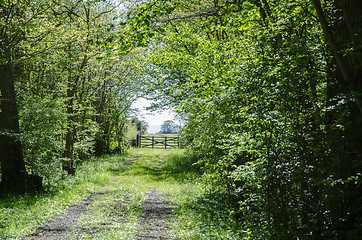 Image showing Green tunnel of fresh leaves at a rural road with an old wooden 