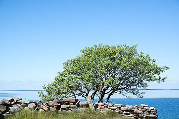 Image showing Single tree by a stonewall at coast with calm water