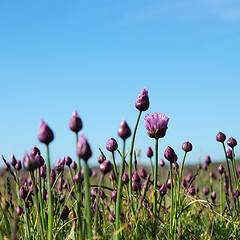 Image showing Blossom wild garlic and buds in a grassland with blue sky