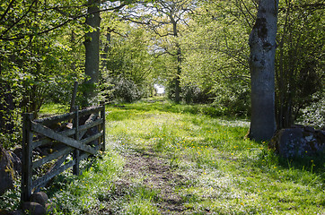 Image showing Old wooden gate at a fresh and shiny green rural road through a 