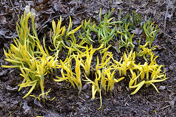 Image showing green shoots sprouting in spring