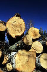 Image showing felled in the forest trees on a background of sky