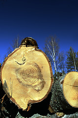 Image showing felled in the forest trees on a background of sky