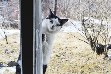 Image showing cat looks outside the window