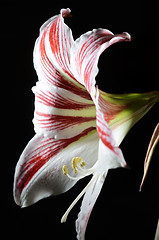 Image showing blooming amaryllis on a dark background