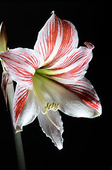 Image showing blooming amaryllis on a dark background