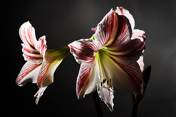 Image showing blooming amaryllis on a dark background