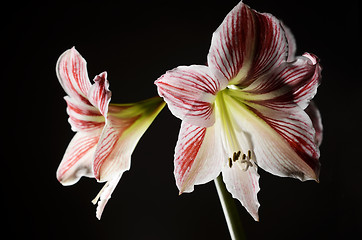 Image showing blooming amaryllis on a dark background