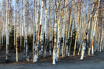 Image showing trunks of birch trees in spring