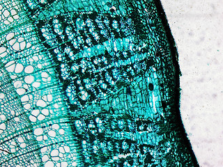 Image showing Pine Wood micrograph