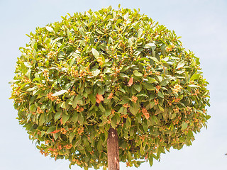 Image showing Bay tree