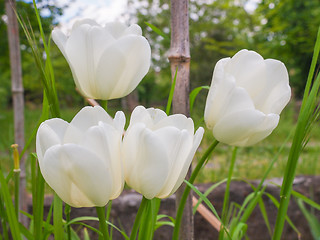 Image showing White tulip flower