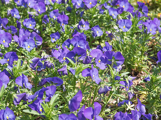 Image showing Viola flower