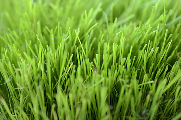 Image showing close-up of lush green grass