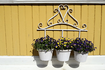 Image showing three white pot with flowers on yellow wall