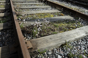 Image showing old rusty rails, sleepers and flowers