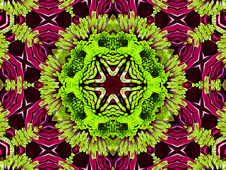 Image showing Chrysanthemum natural pattern