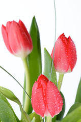 Image showing Spring Tulips