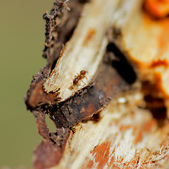 Image showing Ginger Ant
