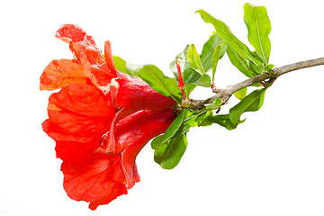 Image showing Isolated pomegranate spring blossom red flowers