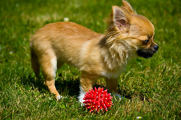 Image showing Longhair chihuahua.