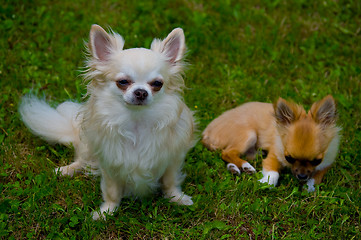 Image showing Longhair chihuahua.