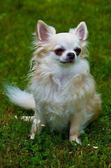 Image showing Longhair chihuahua.