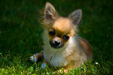 Image showing Longhair chihuahua.