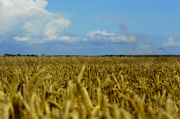 Image showing wheat field