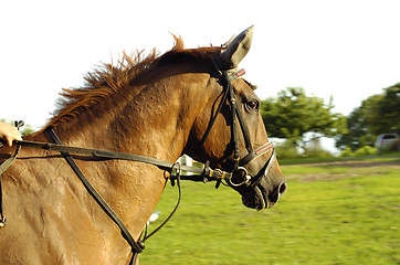 Image showing Horse jumping