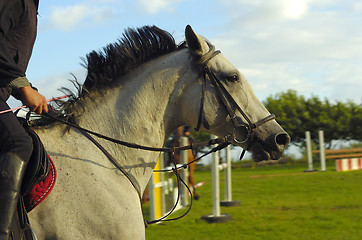 Image showing Horse jumping