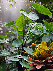 Image showing rainforest