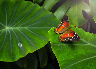 Image showing  Butterfly 