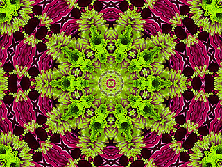 Image showing Chrysanthemum natural pattern