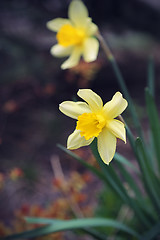 Image showing Beautiful Daffodils (Narcissus)