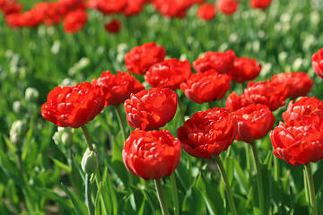 Image showing Beautiful red tulips