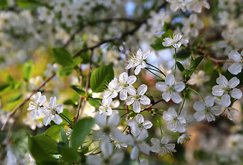 Image showing Beautiful white flowers of spring tree