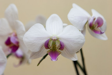 Image showing White orchid