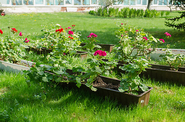 Image showing colorful spring pelargonium in pots garden meadow 