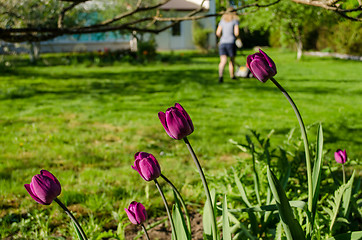 Image showing garden tulip and woman silhouette with grass mower 