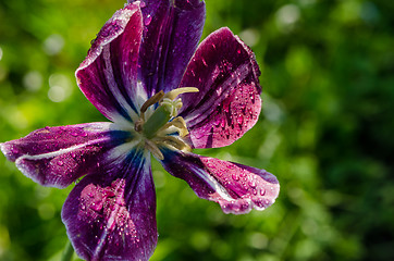 Image showing dew drops on  deflorated tulip flower bloom petals 