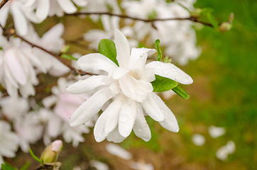 Image showing magnolia blossom in the garden after the rain 