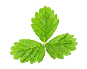 Image showing Leaf of strawberry