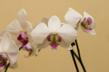 Image showing White orchid