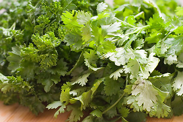 Image showing Cilantro