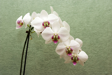 Image showing White orchid