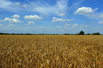 Image showing Harvest time