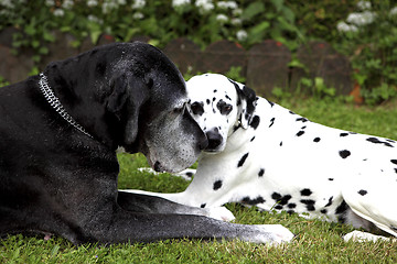 Image showing Dalmatians and German mastiff