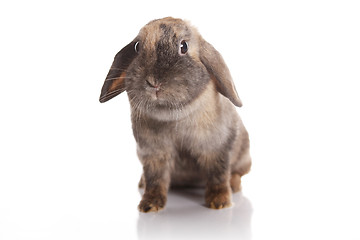 Image showing Brown rabbit isolated on white background