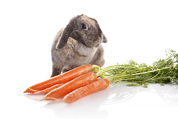 Image showing Rabbit with carrots